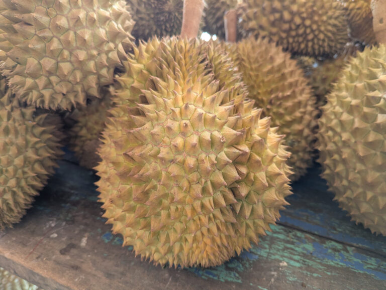 Durian Frucht