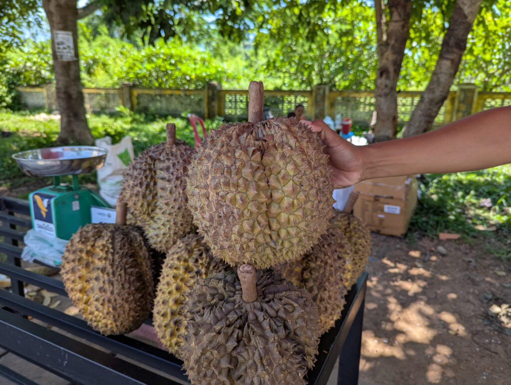 Durian in Kambodscha