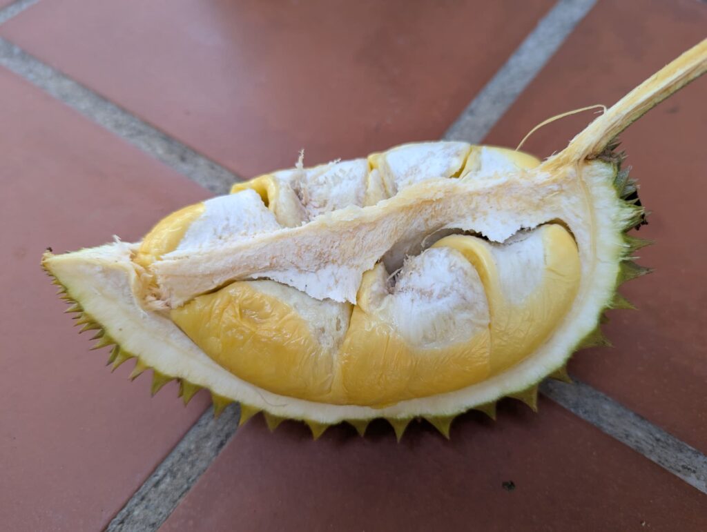 Geöffnete Durian