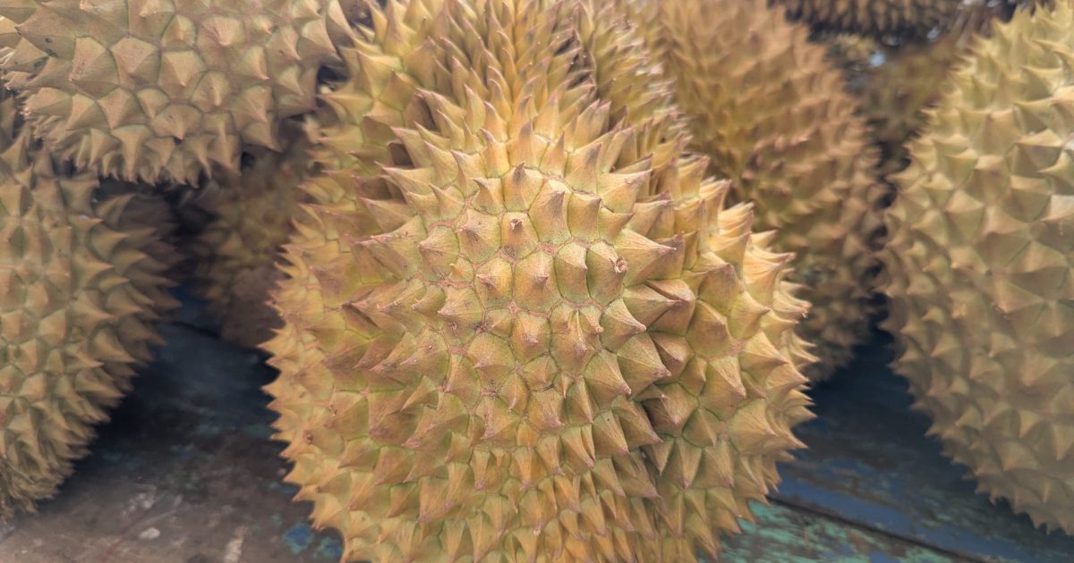 Durian Frucht